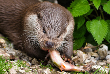 Nahaufnahme eines Fischotters auf einer Schotterbank Fischotter frisst Fisch