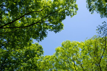 Fototapeta na wymiar 新緑の木々と間から覗く青空