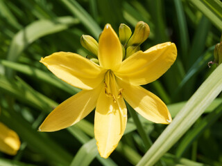 Détail d'un fleur étoilée, remontante, jaune or de Lis d'un jour ou Hémérocalle de Middendorff au bout d'une fine hampe courbée (Hemerocallis middendorffii) 
