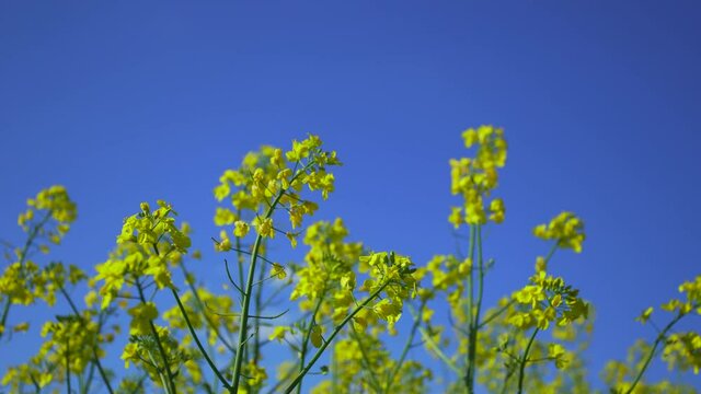 Closeup view 4k stock video footage of rapeseed fields yellow flowers in summer countryside at sunset time. Blooming yellow canola flowers meadow and rapeseed crop isolated on blue sky background
