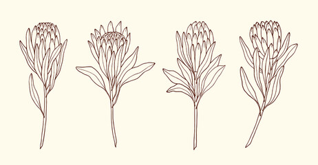 Set of hand drawn protea flowers