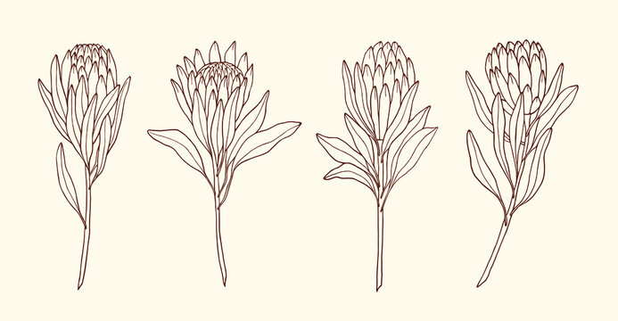 Hand Drawn Protea Vector Illustration ... | Protea art, Flower drawing  images, Flower art painting