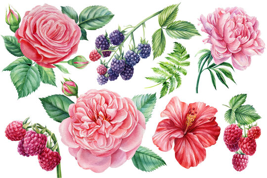 Watercolor floral elements. Raspberry, blackberry, rose, hibiscus and peony flowers, botanical illustration