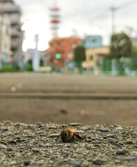 羽を休める小さな蜂