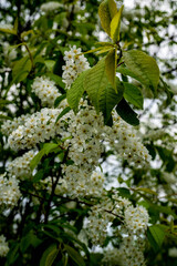 White spring blossoms, black cherry blossom with white butterfly