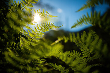 Dense forest undergrowth with multiple green fern leaves illuminated by sun. Green plants growing...