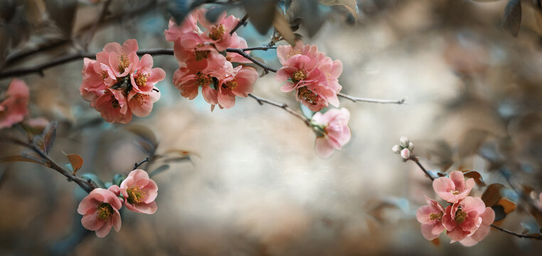 Quince flowers on a branch against the background of a blooming spring garden. Blooming quince, spring background. Vintage processing in a retro style. Wide format.