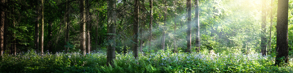 Beautiful panorama of the forest with bright rays of the sun through the trees. Glade in the...