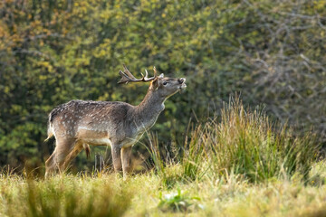 Naklejka na ściany i meble Spotted male of fallow deer, dama dama, sniffing on the meadow in autumn rutting season. Wild animal smelling on meadow with copy space. Young mammal with antlers smelling with nose up.