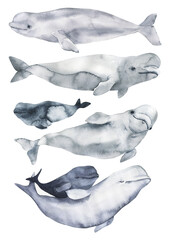 Set of cetaceans painted in watercolor. Sperm whale, beluga, blue whale, killer whale, shark whale