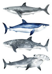 Set of set oceans painted in watercolor. Sperm whale, beluga, blue whale, killer whale, shark whale