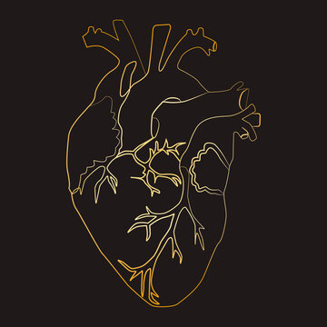 Line art sketch of human heart, vector illustration