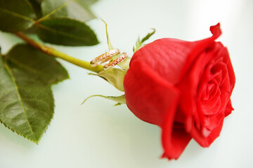 Two gold wedding rings on a red rose petal. - 435357336