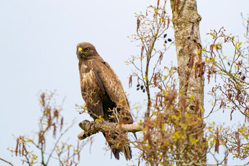 Impressive buzzard, buteo buteo, sitting on a branch in the spring with copy space. Dominant bird...