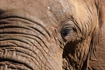 Fototapeta premium Afrikanischer Elefant / African elephant / Loxodonta africana.