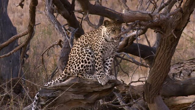 Wide shot of a young Leopard sitting on a dead tree stump and looking around, Kalahari desert. 