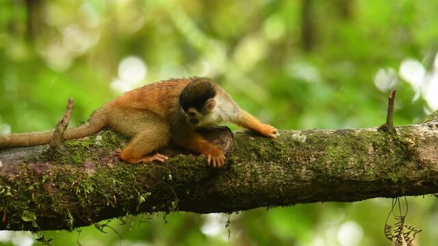 Central American squirrel monkey - Saimiri oerstedii also red-backed squirrel monkey, in the tropical forests of Central and South America in the canopy layer, orange back white and black face.