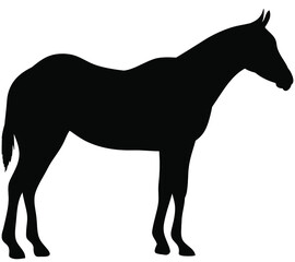 Vector silhouette of a horse - Isolated on white background　馬のベクターイラスト