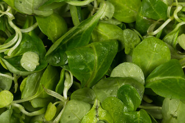 mache lettuce green salad
