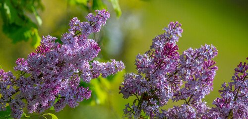 Syringa ,lilac flowers close up