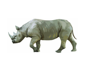 Fototapeta premium Vector illustration of a rhino with white background.