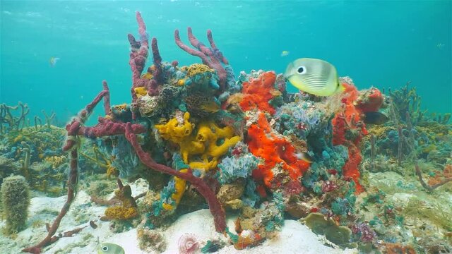 Colorful tropical marine life with sea sponges and fish underwater in a coral reef of the Caribbean sea
