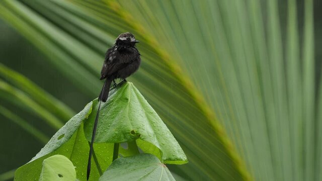 Long-tailed Tyrant - Colonia colonus bird in Tyrannidae genus Colonia, found in Argentina, Bolivia, Brazil, Colombia, Costa Rica, Ecuador, long tailed bird flying out and landing on the green bush.