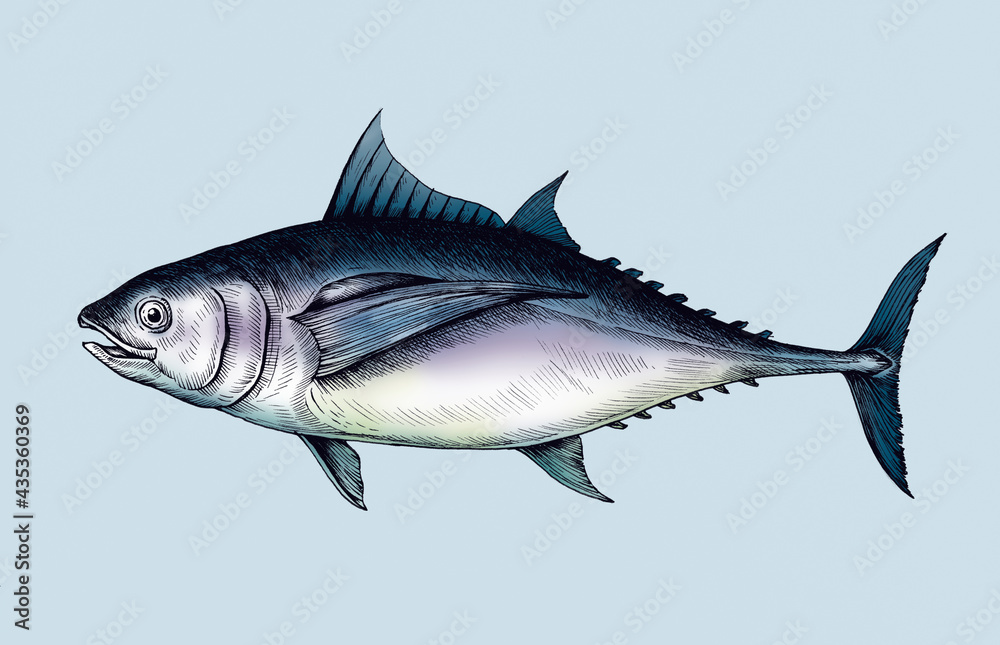 Sticker Hand drawn tuna fish