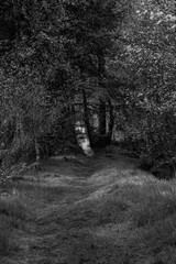 Naklejka premium rabbit hole