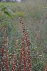 red and yellow flowers