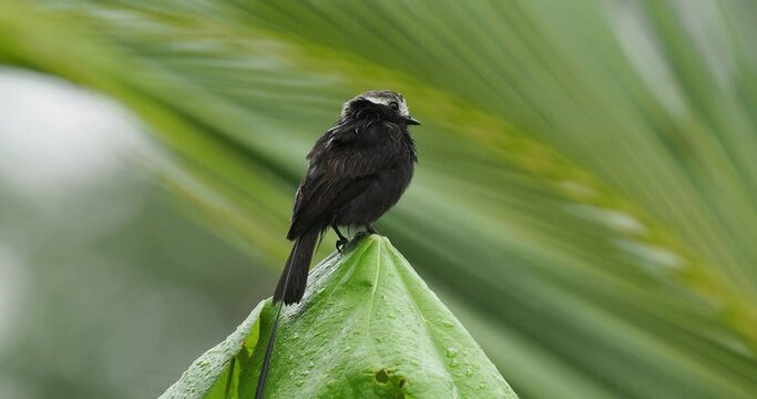 Long-tailed Tyrant - Colonia colonus bird in Tyrannidae genus Colonia, found in Argentina, Bolivia, Brazil, Colombia, Costa Rica, Ecuador, long tailed bird flying out and landing on the green bush.