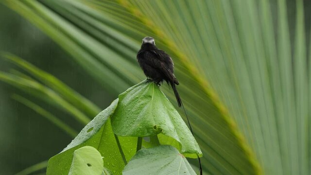 Long-tailed Tyrant - Colonia colonus bird in Tyrannidae genus Colonia, found in Argentina, Bolivia, Brazil, Colombia, Costa Rica, Ecuador, long tailed bird flying out and landing on the green bush.