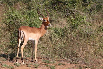 Schwarzfersenantilope / Impala / Aepyceros melampus