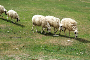 Fototapeta premium Sheep grazing in the meadow.