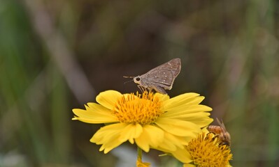 moth on flower