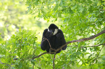 Gibbon à favoris blancs