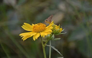 butterfly on flower