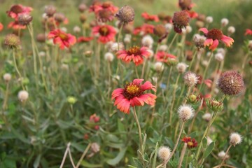 red poppies in the field