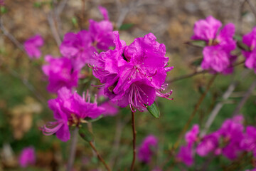 pink sakura branches 