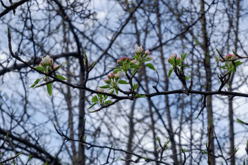 pink flowers branches on a blue sky background