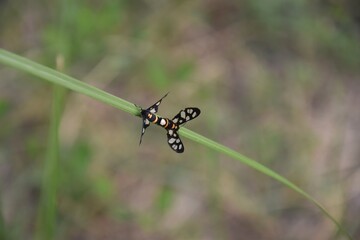butterfly on a leaf
