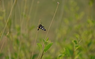 butterflies on a leaf