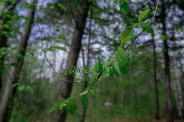 path in the forest tree