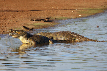 Nilkrokodil / Nile crocodile / Crocodylus niloticus