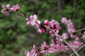 pink sakura branches 