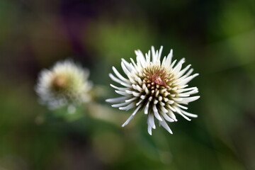 Nahaufnahme einer weißen Kleeblüte