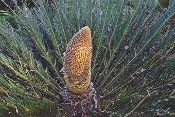 creation of nature