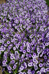 Crocus field, spring in countryside, roadside covered with flowers, white and purple crocuses in bloom, first spring flowers. They are planted by municipality. TEY