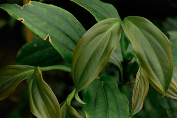 close up of a green leaves