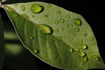 water drops on leaf